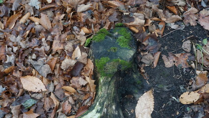 Moss-Covered Tree Stump Among Fallen Leaves in Autumn Forest