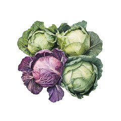 Obraz premium A variety of cabbages, including green, purple, and Napa. 