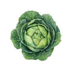 Obraz premium A variety of cabbages, including green, purple, and Napa. 