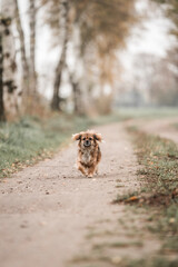 Tibetan Spaniel dog small cute little 