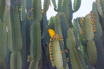 Yellow Saffron Finch resting on a cacto-candelabro with flowers. Harmony of colors.