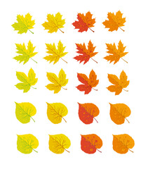 set of autumn the leaves of maple and orchard - vector-breaking an illustration