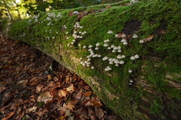 Bundelmycena Mycena arcangeliana mushroom on tree log