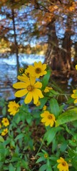 yellow flowers with a pond in the background