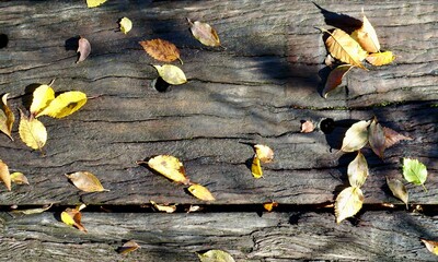 木道の上に舞う落ち葉　秋のイメージ