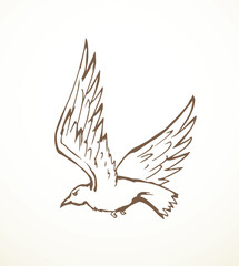 Vector drawing. Big flying bird