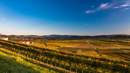 Colorful sunset in the vineyards at the border between Italy and Slovenia