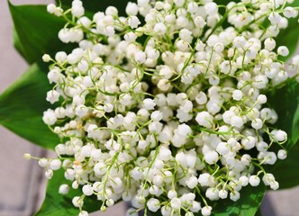 Bouquet of lilies of the valley. Close-up