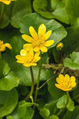 Lesser celandine flowers blooming in spring meadow