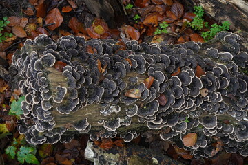 Trametes versicolor mushroom on tree log