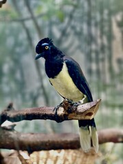 Naklejka premium Black-capped kingfisher