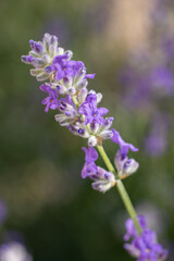 Obraz premium Blooming lavender flowers showing vibrant purple color in a field