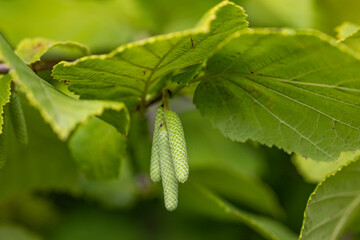 Young hazelnut catkins growing on a branch in spring