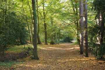 Wide path in the forest park with big trees in autumn