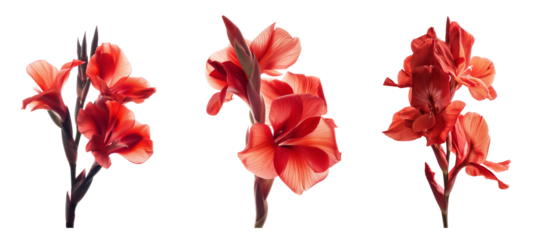 Red canna flowers isolated on white or transparent background, cutout PNG