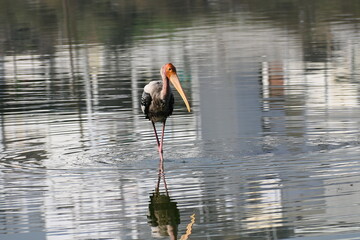 A beautiful and colourful painted stork is seen standing in the shallow waters of a lake