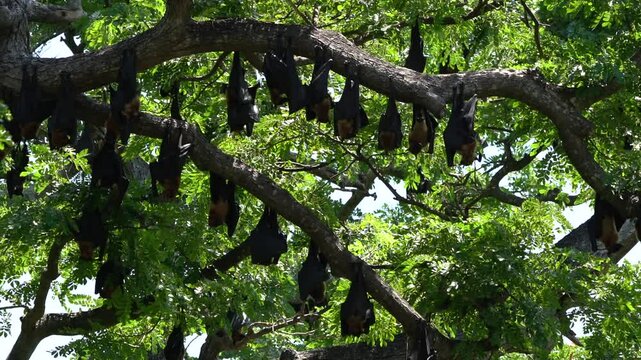 Large bats hang upside down from a tree branch, forming a colony in a vibrant natural setting