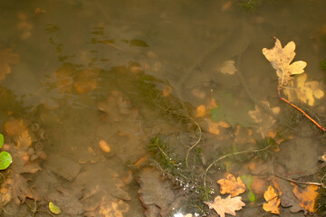 Autumn oak leaves in water	