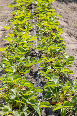 Drip irrigation system watering rows of strawberry plants in a field