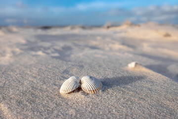 Zwei Muschelhälften liegen in Herzform im warmen Licht der Wintersonne im feinen Sand am...