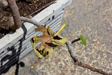 The dried leaves of the fig tree are on the branches.