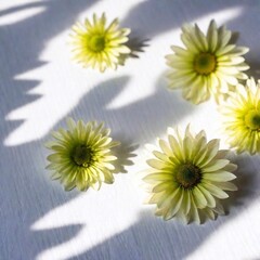 Fototapeta premium beautiful flowers on a white background