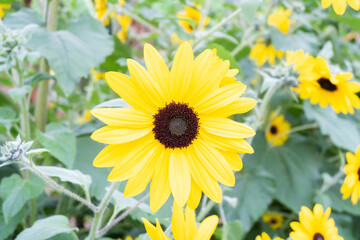 field of blooming sunflowers in Sunflower field,Sunflower cultivation at sunrise in the mountains,Sunflower natural background.