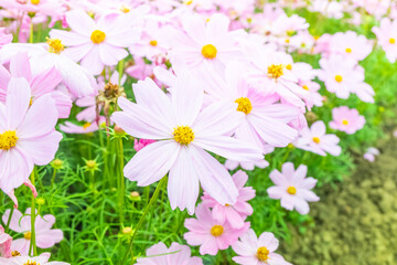 Beautiful cosmos flowers blooming in garden,Scenic cosmos flower field landscape at sunset,pink cosmos flower blooming in the field,Selective focus.