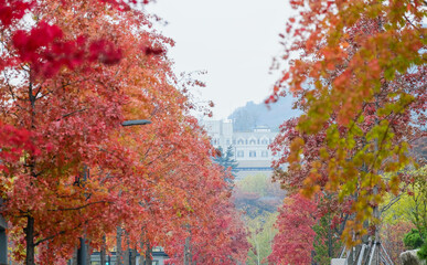 Red maple leaves or fall foliage in colorful autumn season near Fujikawaguchiko, Yamanashi.