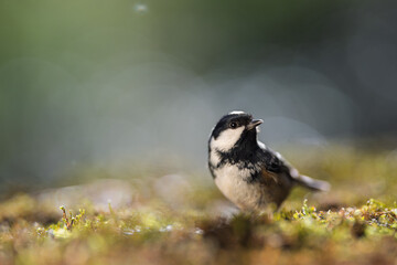 Obraz premium Coal tit resting on the mossy ground. Close-up view. Blur background with shallow depth of field.