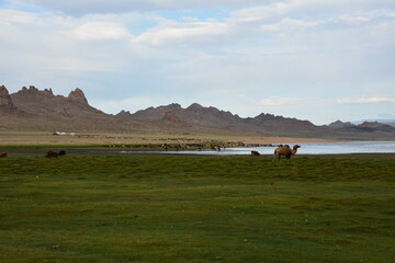 Obraz premium Mongolian double humped Bactrian Camels grazing in the pasture in Western Mongolia