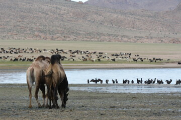 Mongolian double humped Bactrian Camels grazing in the pasture in Western Mongolia