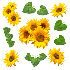 Sunflower with leaves falling isolated on white background. Flat lay, top view