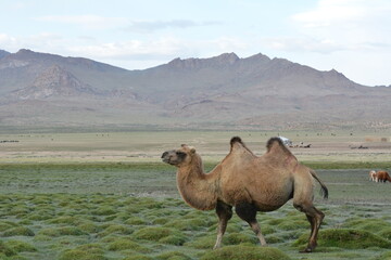 Mongolian double humped Bactrian Camels grazing in the pasture in Western Mongolia