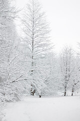 A tranquil winter scene featuring snow-covered trees and a snow-blanketed path, captured during the day in a vertical orientation