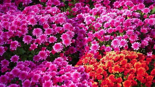 Beautiful Chrysanthemum Dante flowers blooming in the garden
