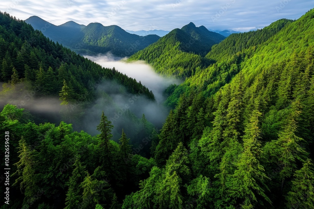 Poster pine tree forest in the mountains, with mist rolling through and sunlight filtering between the tree