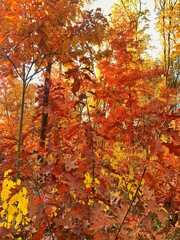 Autumn forest path. Orange color trees, red brown leaves in fall park. Autumn forest on a sunny day. Orange fall leaves in park, autumn natural background. Autumn nature landscape.