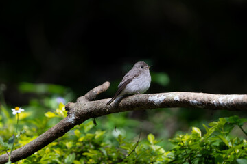 The Asian brown flycatcher is a small passerine bird in the flycatcher family. 