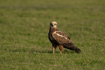 The western marsh harrier is a large harrier, a bird of prey sitting in a grassland