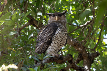 The spot-bellied eagle owl also known as the forest eagle owl is  large bird of prey with a formidable appearance. It is a forest-inhabiting species found in the Indian Subcontinent and Southeast Asia