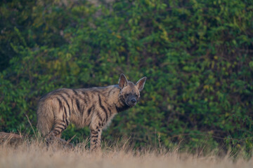 The striped hyena is a species of hyena native to North and East Africa, the Middle East, the Caucasus, Central Asia, and the Indian subcontinent. It is the only extant species in the genus Hyaena. 