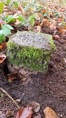 Forest and wood marker stone in the fall foliage