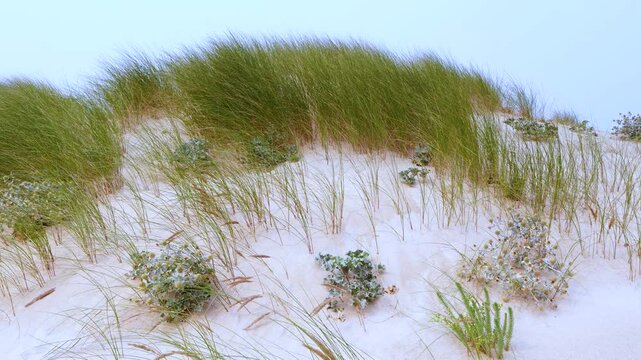 Dunes in the coastal area, beaches and sea of ​​the Hermitage of Santa Comba in the parish of Covas. Ferrol. Province of La Coru&ntilde;a. Galicia. Spain. Europe