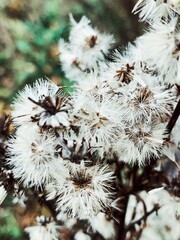 Cotton-like dried creeping thistle or field thistle. Floral autumn backdrop of dry fluffy seeds. Dry Milk Thistle (Cirsium vulgare) weeds closeup. A cluster of dried up flowers with brown stems.