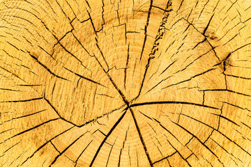 close-up of a tree trunk section.  tree cut background. natural tree trunk. wood cutting
