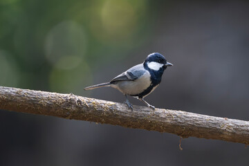 The cinereous tit is a species of bird in the tit family Paridae. This species is made up of several populations that were earlier treated as subspecies of the great tit. 