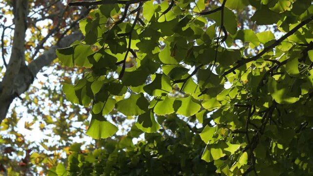 Close-up on ginkgo biloba tree leaves,Twig with leaves of Ginkgo Biloba.