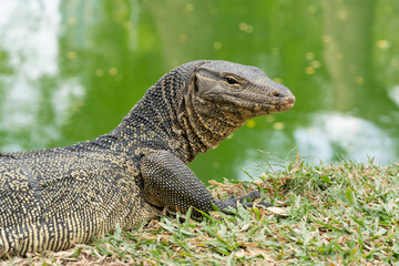 The Asian water monitor is a large varanid lizard native to South and Southeast Asia. It is widely considered to be the second-largest lizard species, after the Komodo dragon.