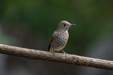 The blue rock thrush is a species of chat. This thrush-like Old World flycatcher was formerly placed in the family Turdidae.